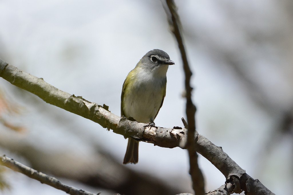 Vireo, Blue-headed, 2015-05136124 Parker River NWR, MA.JPG - Blue-headed Vireo. Parker River National Wildlife Refuge, MA, 5-13-2015